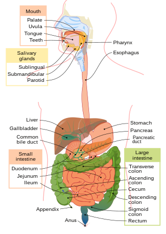 Gastroenterology